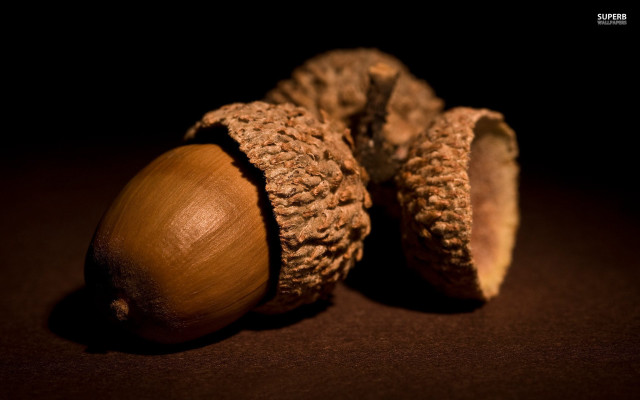Nut shell table dark background free wallpaper for desktop - medium preview image