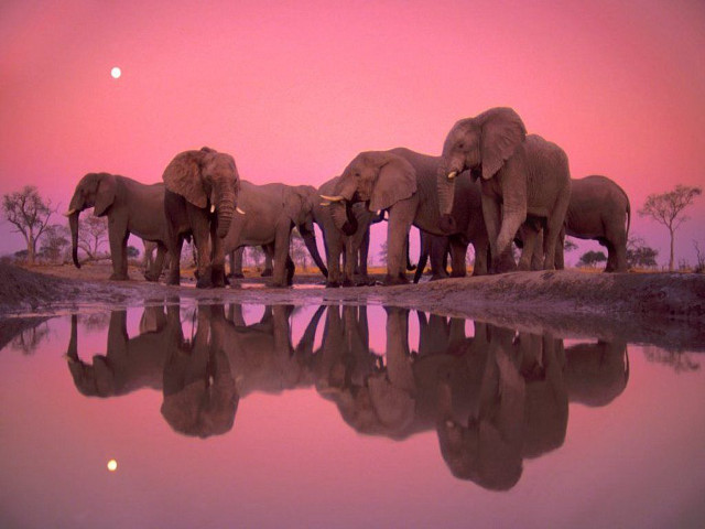 Elephants water sunset pink sky free wallpaper for desktop - medium preview image