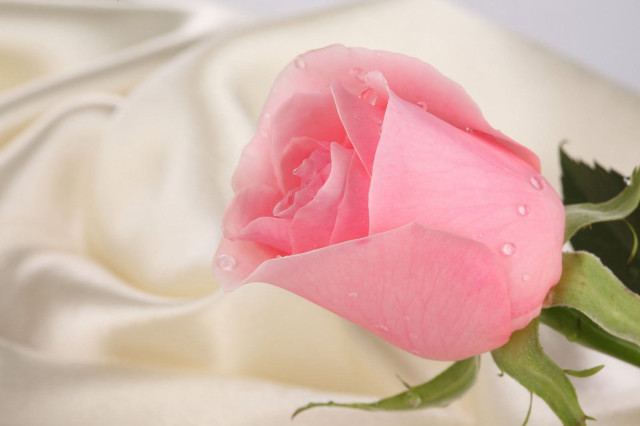Pink rose water droplets white free wallpaper for desktop - medium preview image