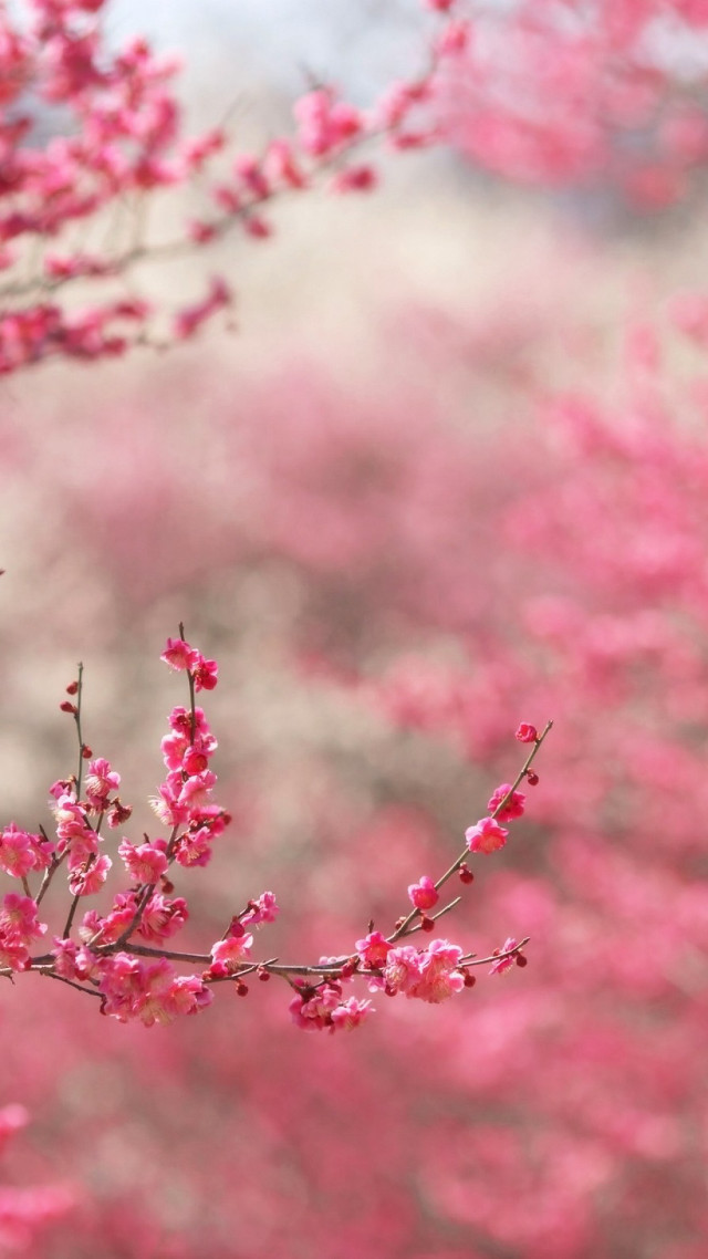 Branch pink flowers foreground blurry #2 free wallpaper for mobile - medium preview image