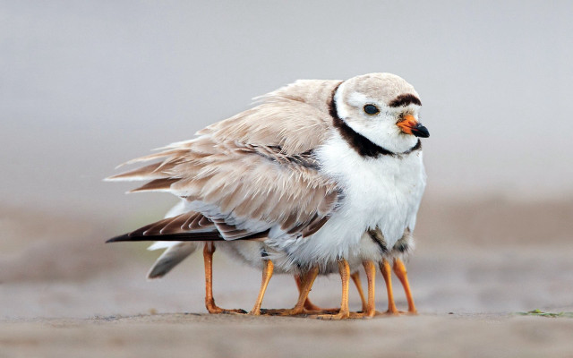 Birds beach sand massurrealism oversized free wallpaper for desktop - medium preview image