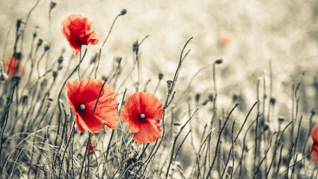 Red flowers gray background blurry free wallpaper for desktop - medium preview image