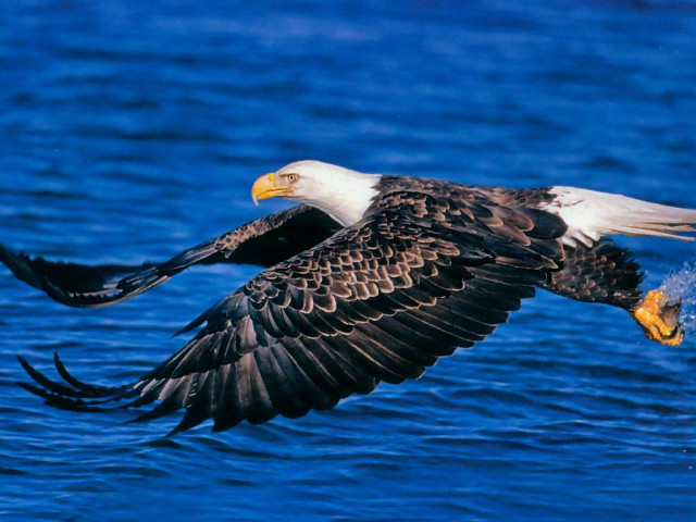 Bald eagle flying water wings #4 free wallpaper for desktop - medium preview image
