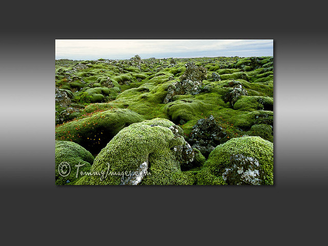 Moss covered rocks plants field free wallpaper for desktop - medium preview image