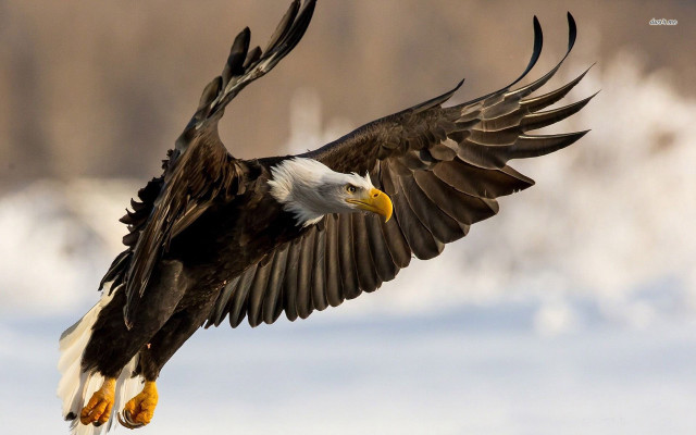 Bald eagle flying wings spread #8 free wallpaper for desktop - medium preview image