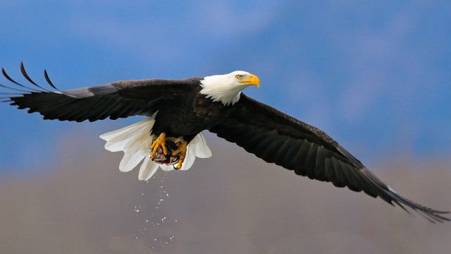 Bald eagle flying landing blue free wallpaper for desktop - medium preview image