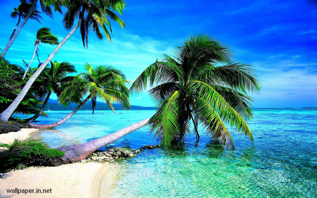 Tropical beach palm trees clear #4 free wallpaper for desktop - medium preview image