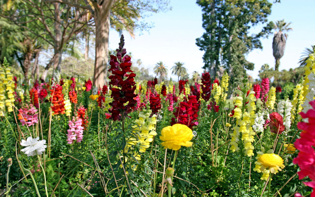 Field of flowers trees blue #2 free wallpaper for desktop - medium preview image
