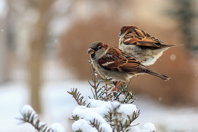 Birds snow forest branch macro free wallpaper for desktop - medium preview image