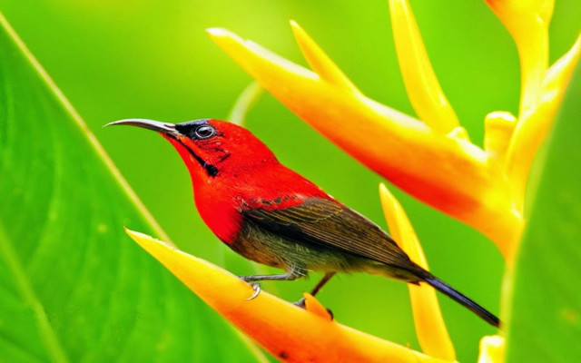 Small bird perched flower green #3 free wallpaper for desktop - medium preview image