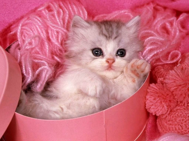 Pink kitten box blanket teddy free wallpaper for desktop - medium preview image