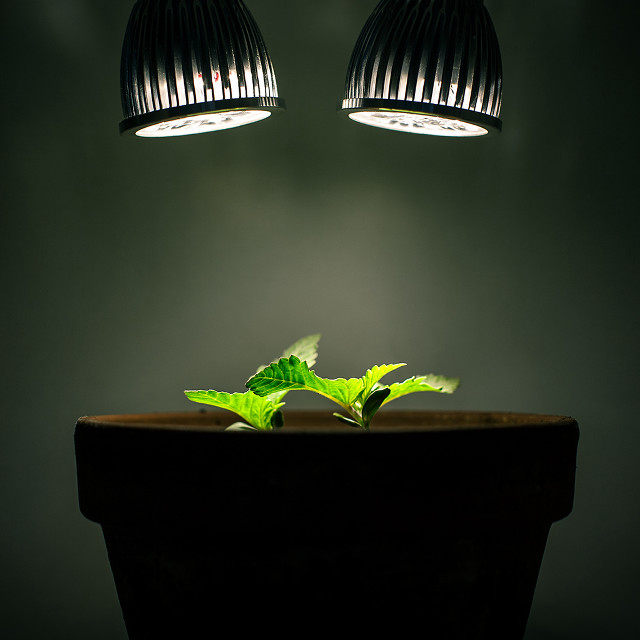 Plant growing pot lights table free wallpaper for tablet - medium preview image