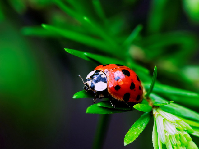 Ladybug green leaf plant nature free wallpaper for desktop - medium preview image