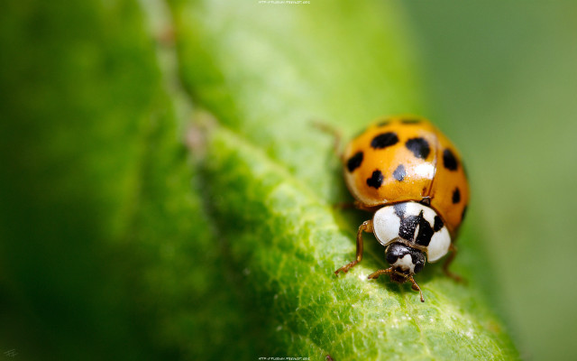 Ladybug green leaf black spots free wallpaper for desktop - medium preview image