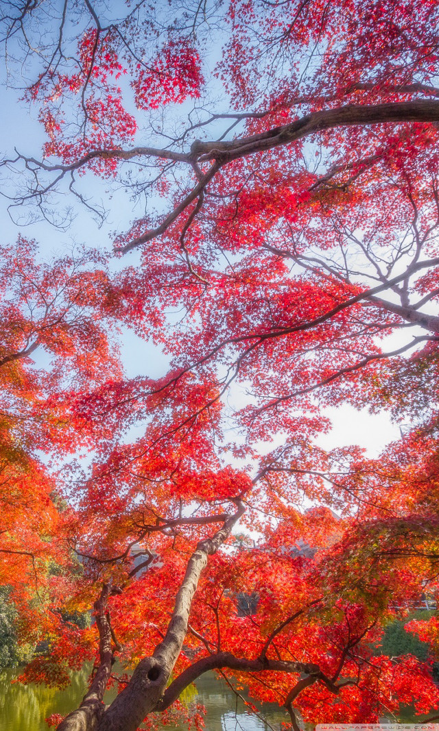 Bench red leaves lake fall free wallpaper for mobile - medium preview image