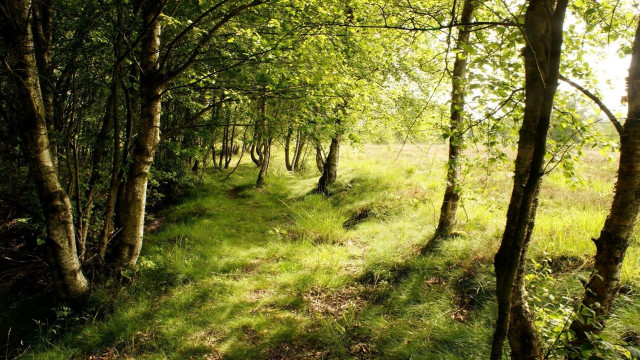 Forest path trees grass sunlight free wallpaper for desktop - medium preview image