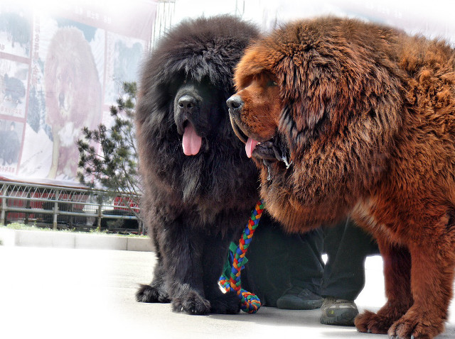 Two dogs sidewalk leash mouth free wallpaper for desktop - medium preview image