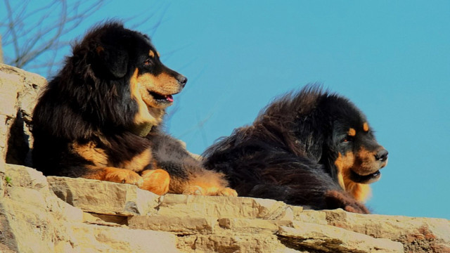 Two dogs rock wall blue free wallpaper for desktop - medium preview image