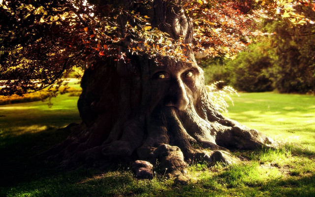 Tree face carving park grass free wallpaper for desktop - medium preview image