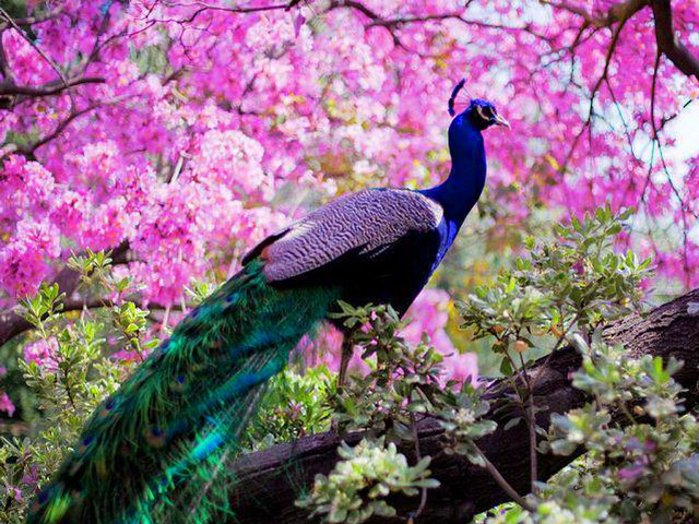 Peacock tree branch pink flowers free wallpaper for desktop - medium preview image