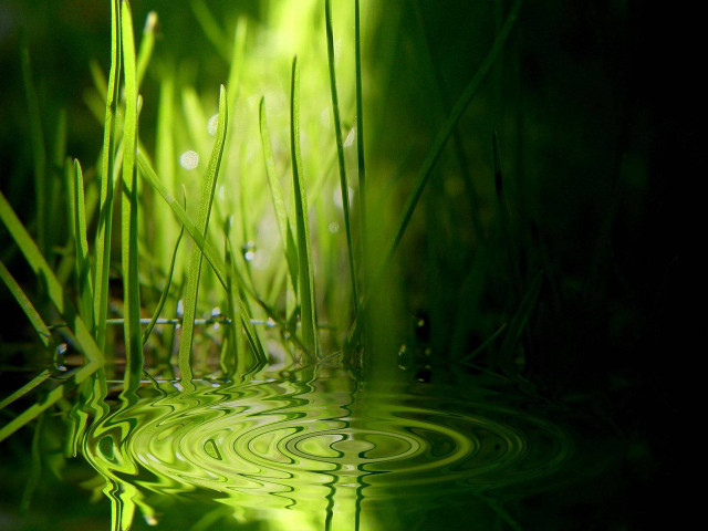 Green grass water drops black free wallpaper for desktop - medium preview image