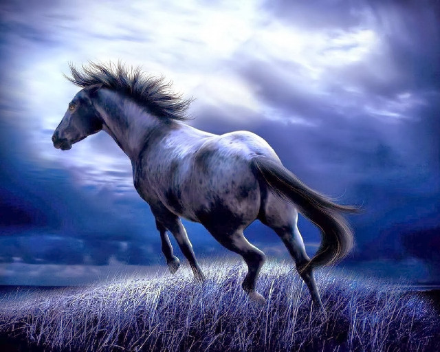 White horse running tall grass #2 free wallpaper for desktop - medium preview image