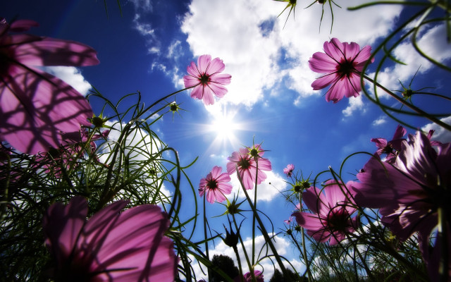 Pink flowers sun clouds blue #2 free wallpaper for desktop - medium preview image