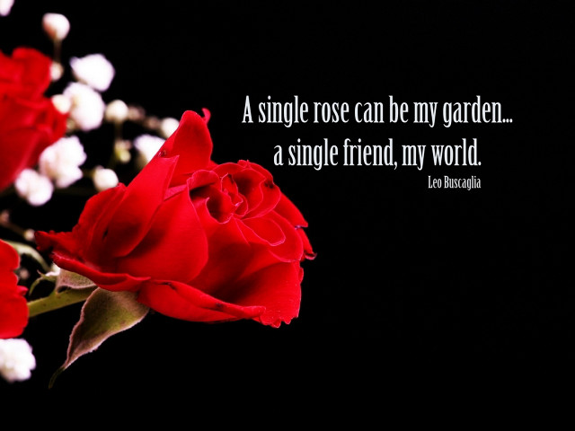 Single rose garden friend free wallpaper for desktop - medium preview image