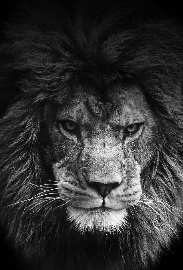Lion face black white background #2 free wallpaper for mobile - medium preview image
