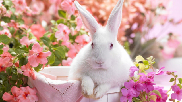 White rabbit basket pink flowers free wallpaper for desktop - medium preview image