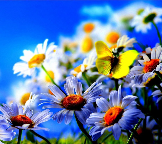 Field daisies butterfly sky blue free wallpaper for tablet - medium preview image