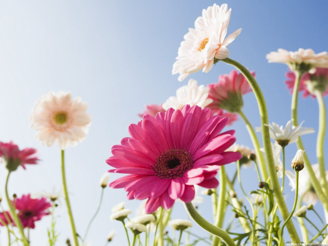 Flowers grass sky white blurry free wallpaper for desktop - medium preview image