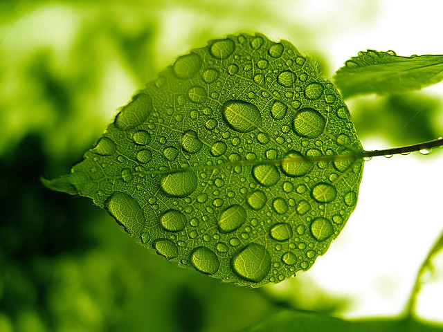 Green leaf water drops white free wallpaper for desktop - medium preview image