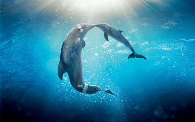 Dolphins swimming ocean sunlight bubbles free wallpaper for desktop - medium preview image