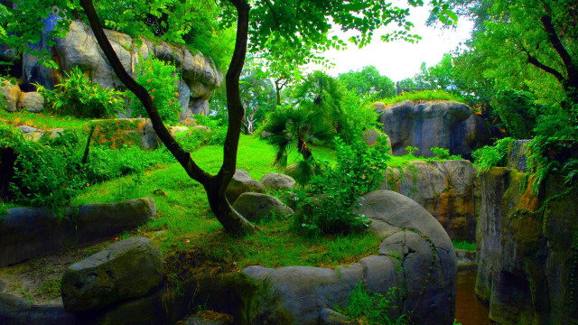 Lush green forest trees rocks #2 free wallpaper for desktop - medium preview image