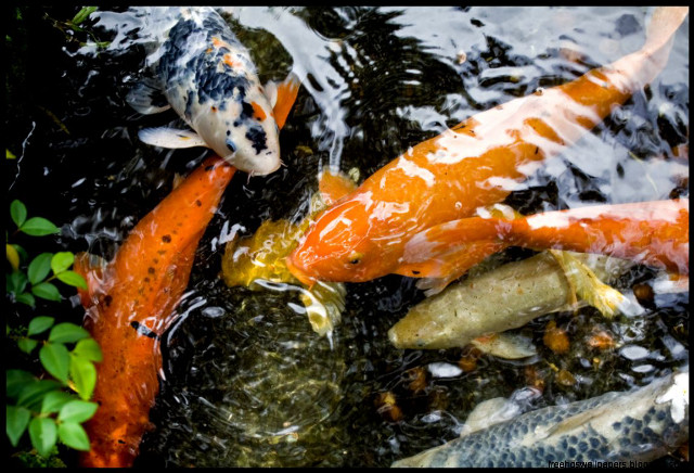 Fish swimming pond water plants free wallpaper for desktop - medium preview image