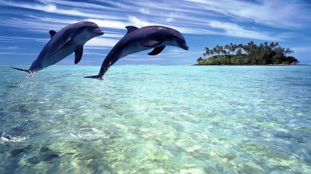 Dolphins jumping water island ocean free wallpaper for desktop - medium preview image