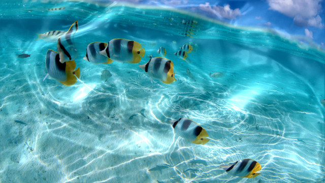 Fish swimming clear blue ocean free wallpaper for desktop - medium preview image