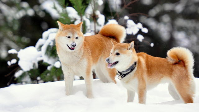 Two dogs snow mouths open free wallpaper for desktop - medium preview image