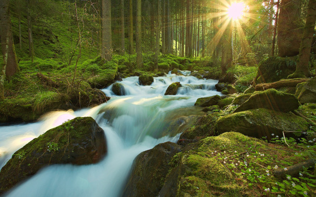 Stream lush forest sunlight trees free wallpaper for desktop - medium preview image