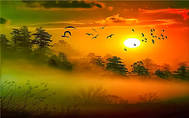 Sunset birds fog mystical colors free wallpaper for desktop - medium preview image