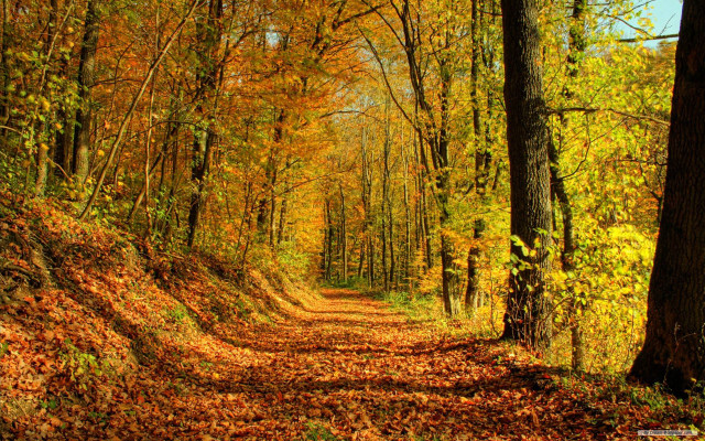 Dirt road fall trees leaves #7 free wallpaper for desktop - medium preview image