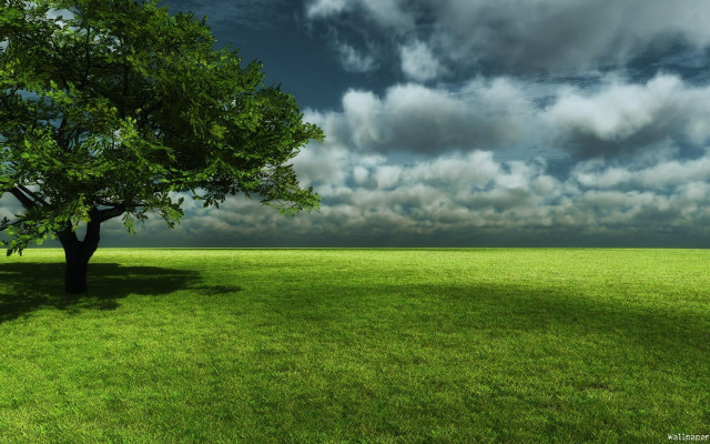 Tree field cloudy sky green #4 free wallpaper for desktop - medium preview image