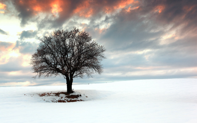 Lone tree snowy field red #2 free wallpaper for desktop - medium preview image