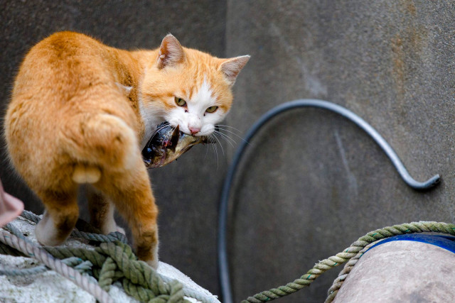 Cat rope eating person holding free wallpaper for desktop - medium preview image