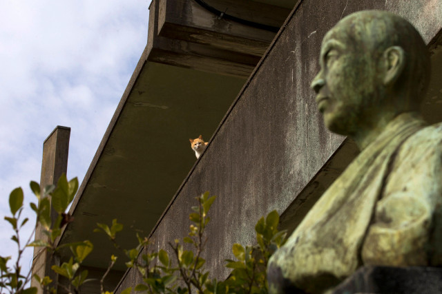 Statue man cat building bird free wallpaper for desktop - medium preview image