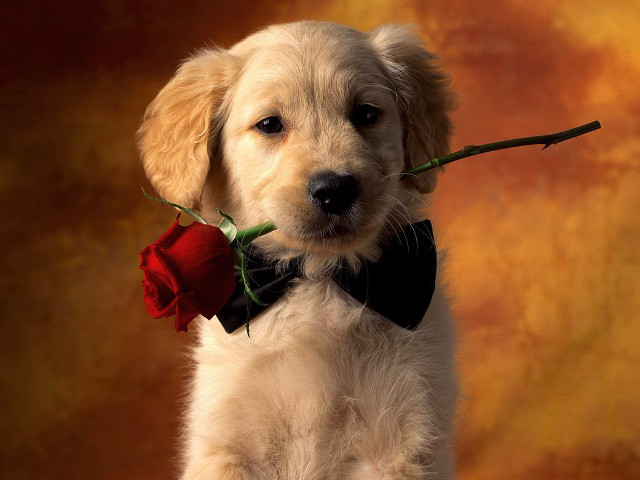 Puppy rose bowtie mouth cute #2 free wallpaper for desktop - medium preview image