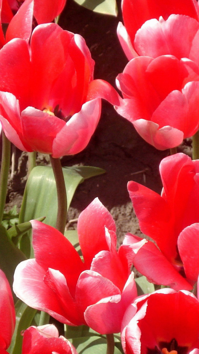 Red flowers in the grass free wallpaper for mobile - medium preview image