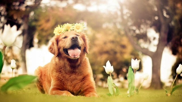 Dog flower crown grass flowers #2 free wallpaper for desktop - medium preview image