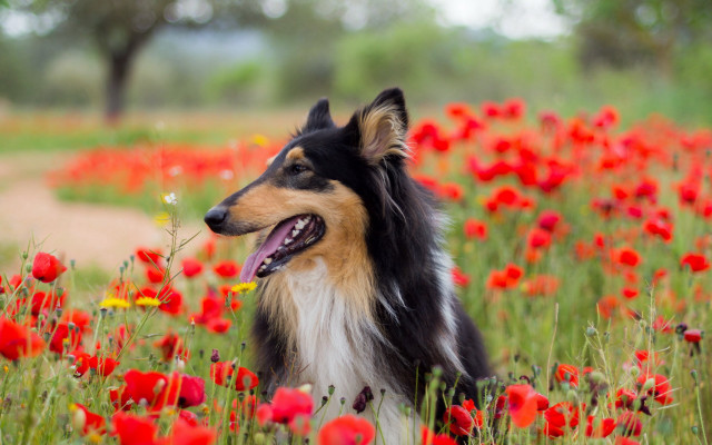 Dog sitting field flowers tongue free wallpaper for desktop - medium preview image